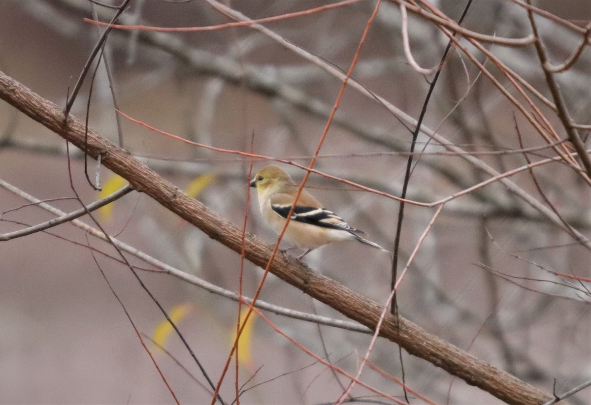 American Goldfinch - ML189368821