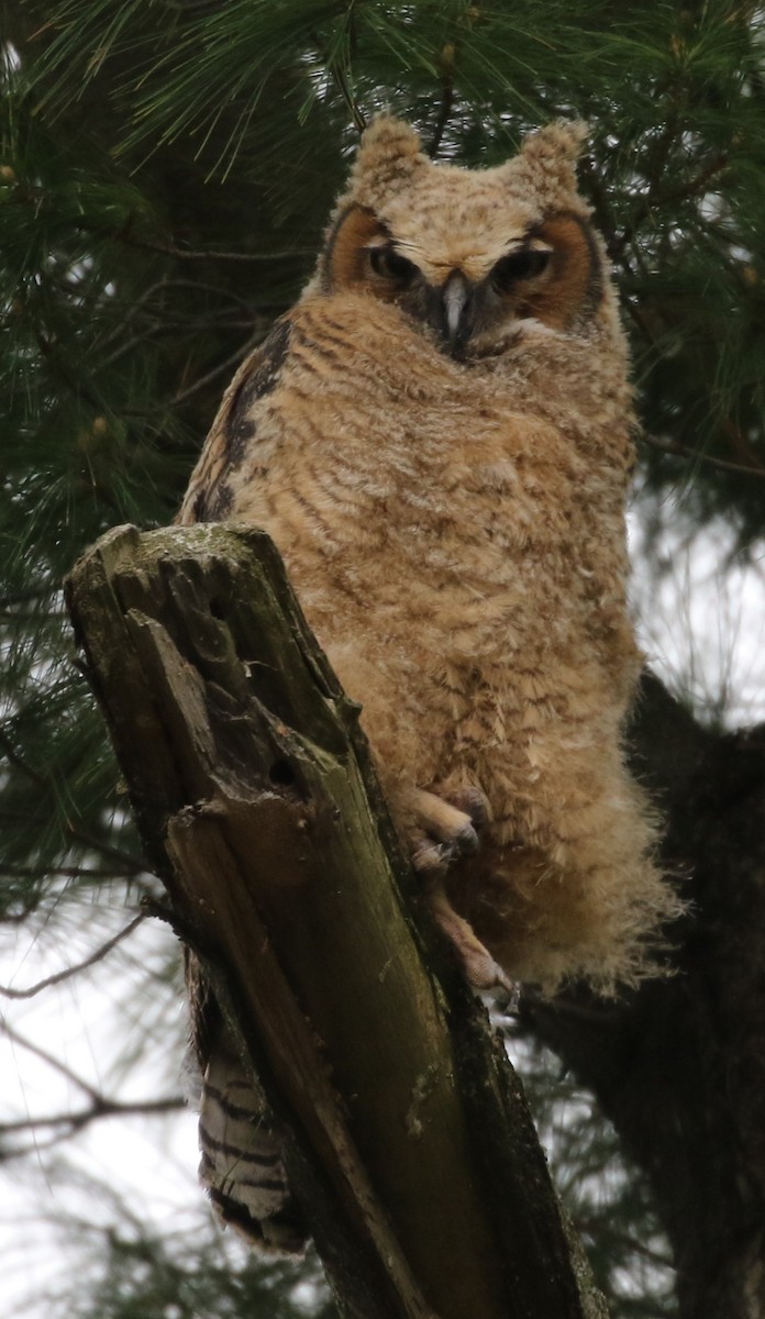 Great Horned Owl - ML189368831