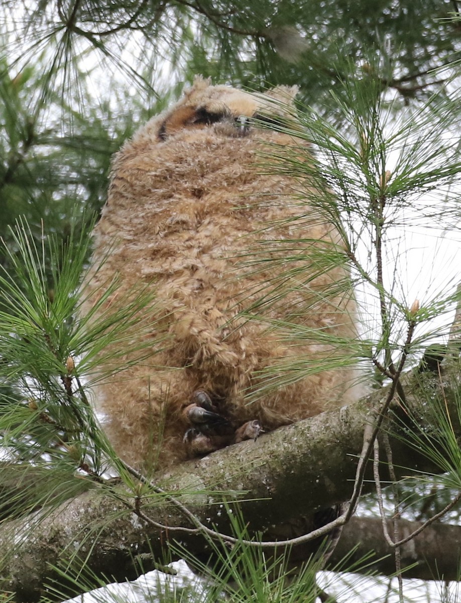 Great Horned Owl - ML189369341