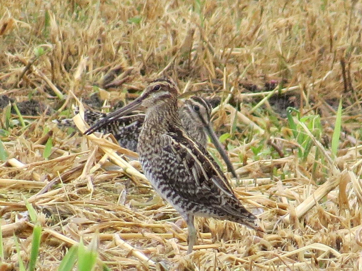 Wilson's Snipe - ML189369891