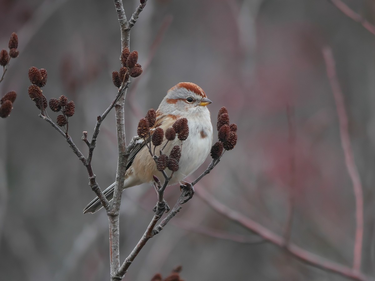 American Tree Sparrow - ML189370281