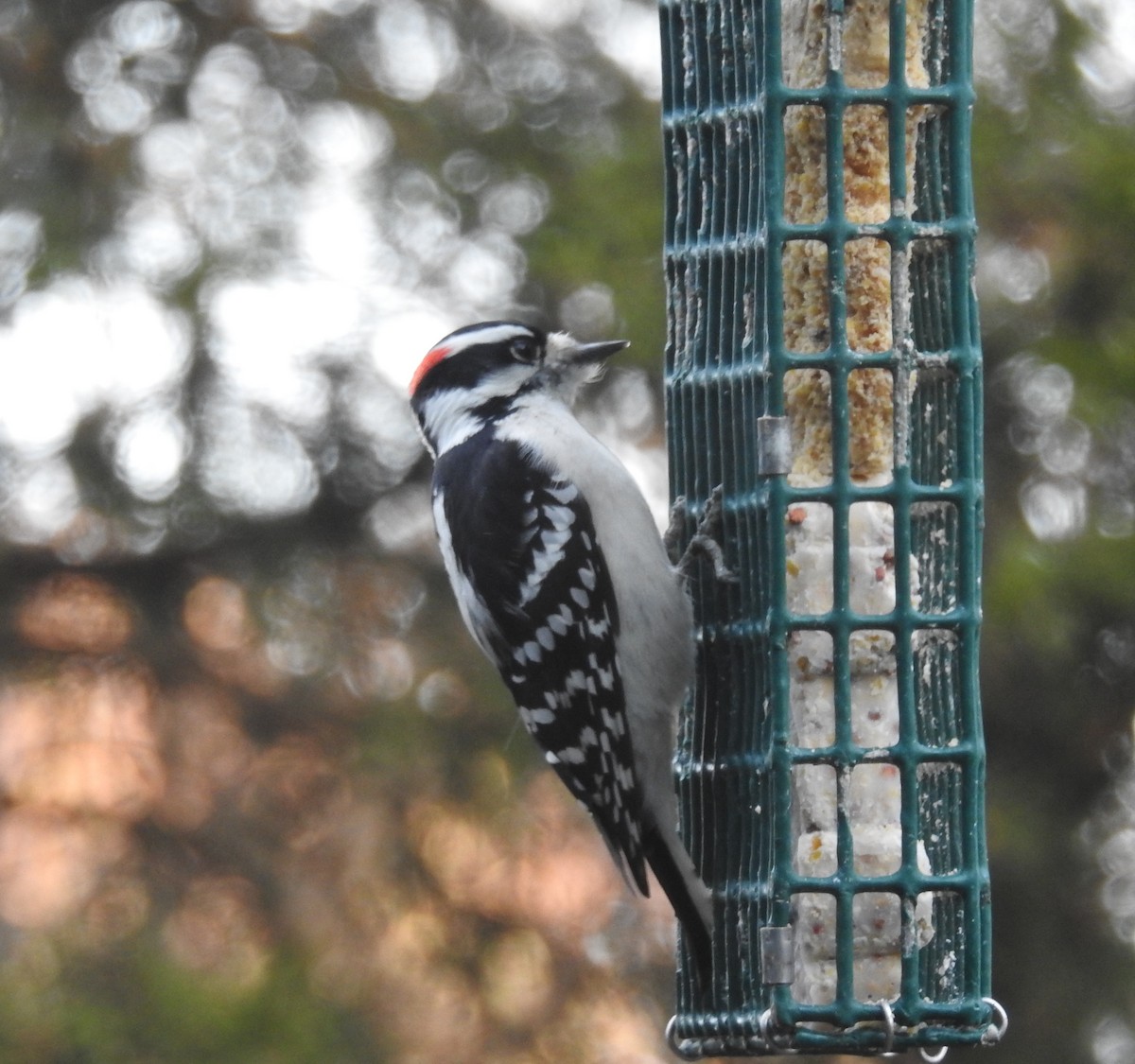 Downy Woodpecker - ML189370771