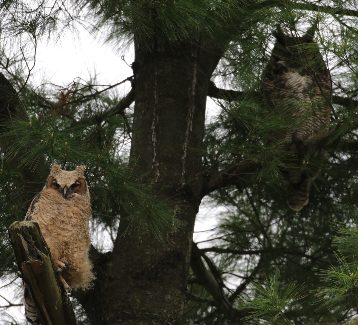 Great Horned Owl - ML189371111