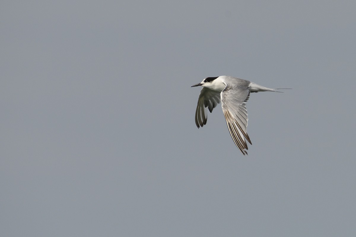 Common Tern - Stephen Davies