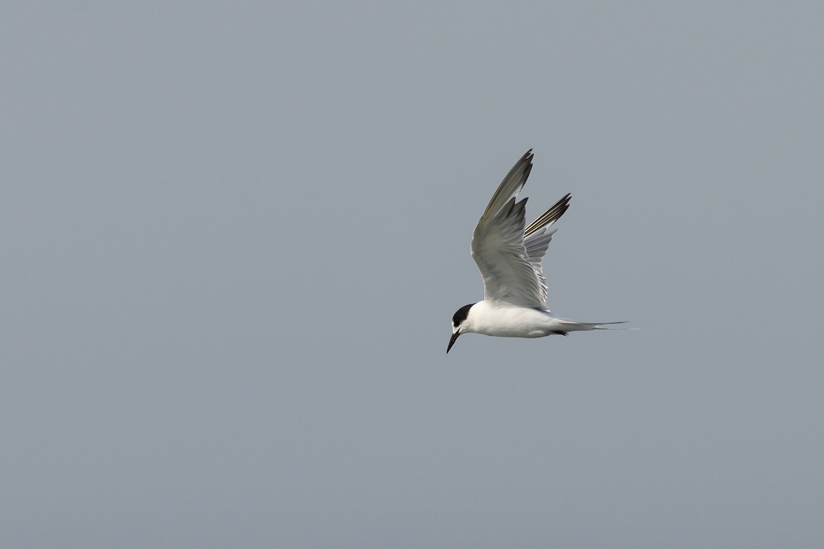 Common Tern - Stephen Davies