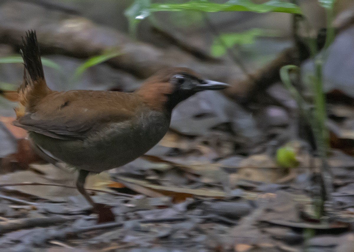 Black-faced Antthrush - Leandro Arias