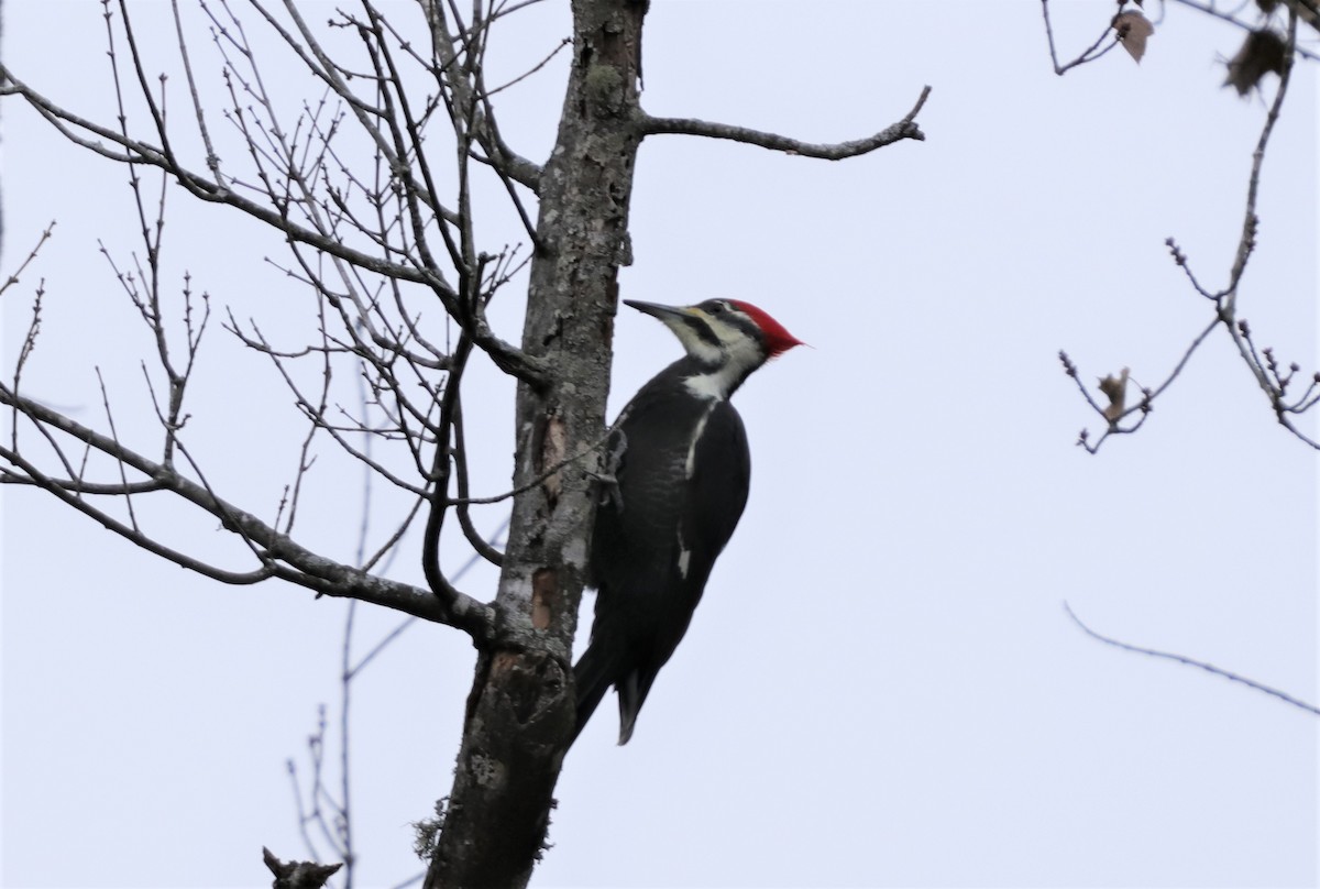 Pileated Woodpecker - Daniel Kaplan