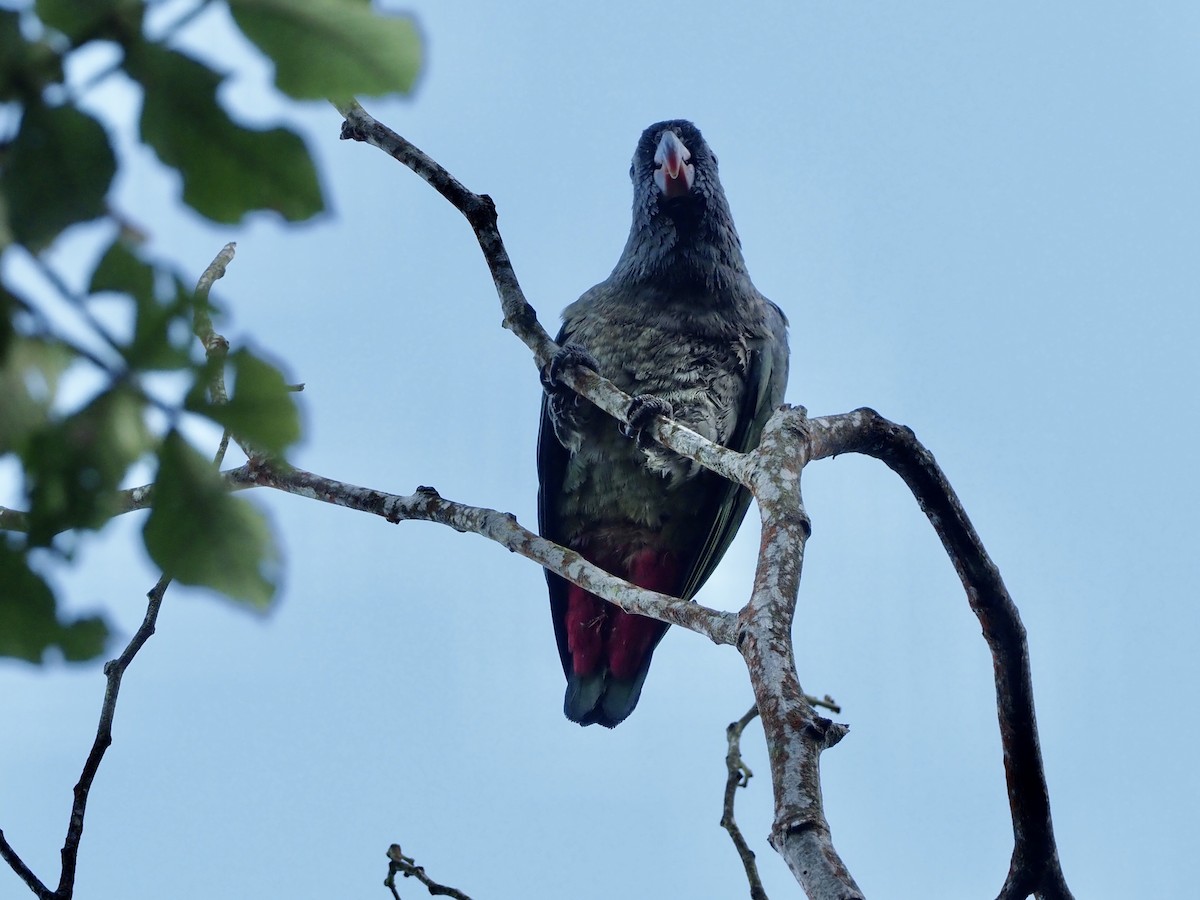 Loro Piquirrojo - ML189375441