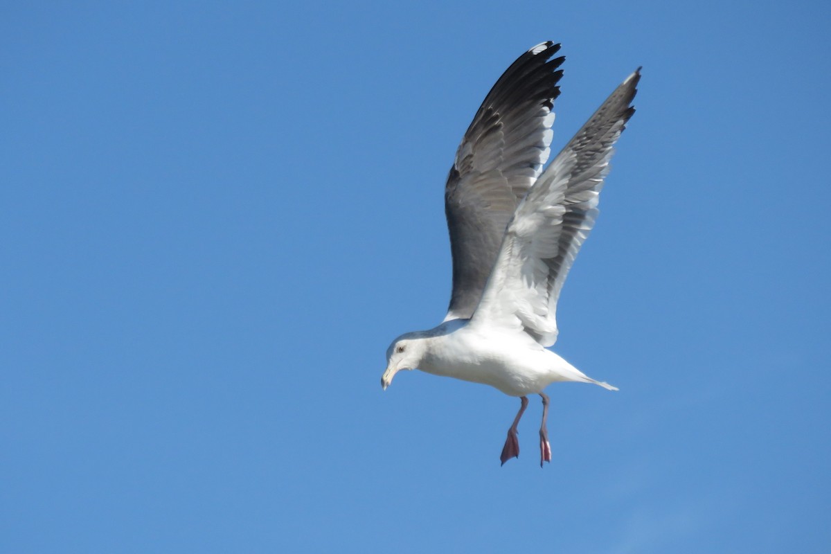 Western Gull - Mel Cooksey