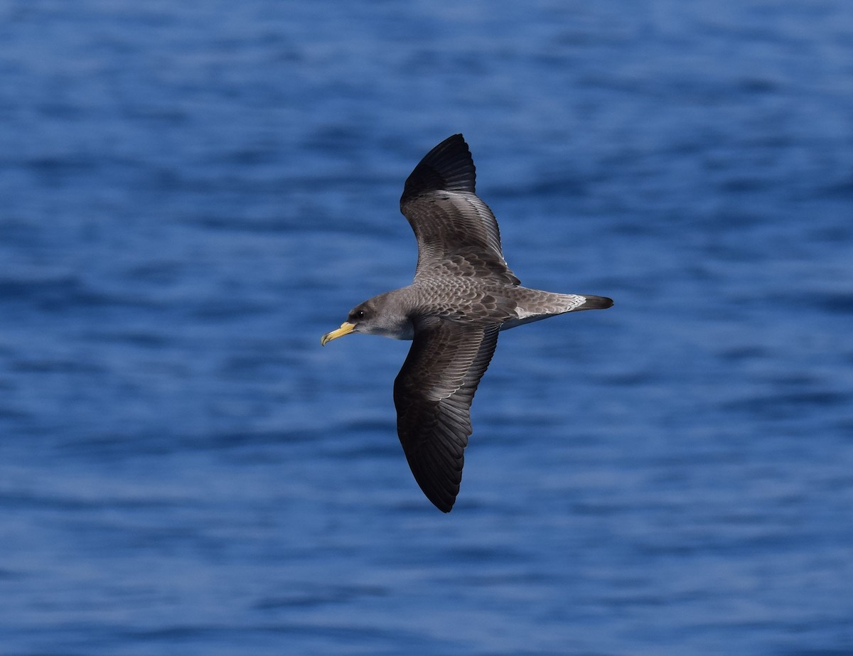 Cory's Shearwater - A Emmerson