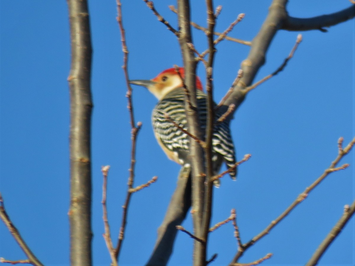 Red-bellied Woodpecker - Roger Debenham