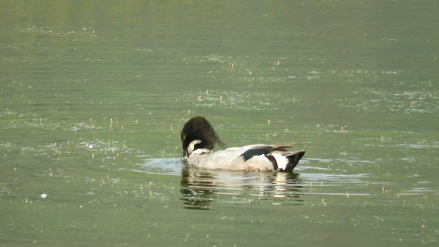 Falcated Duck - ML189376841