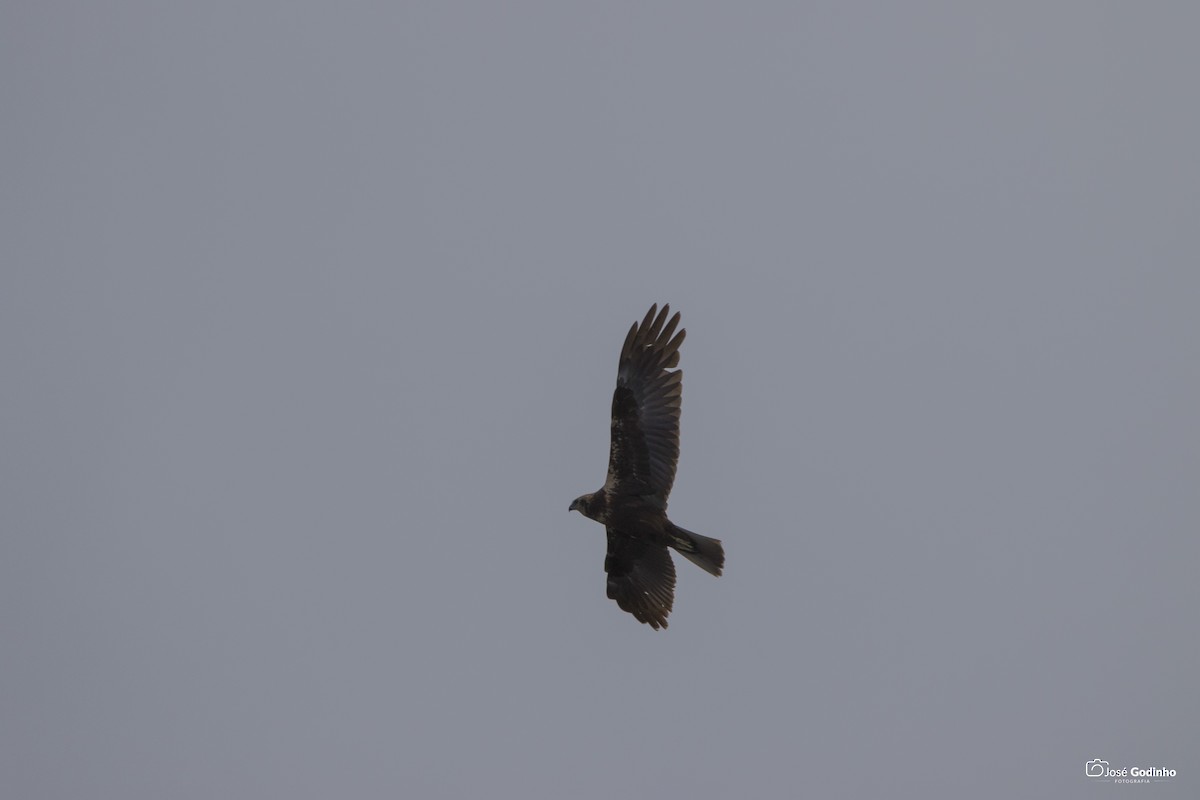 Western Marsh Harrier - José Godinho