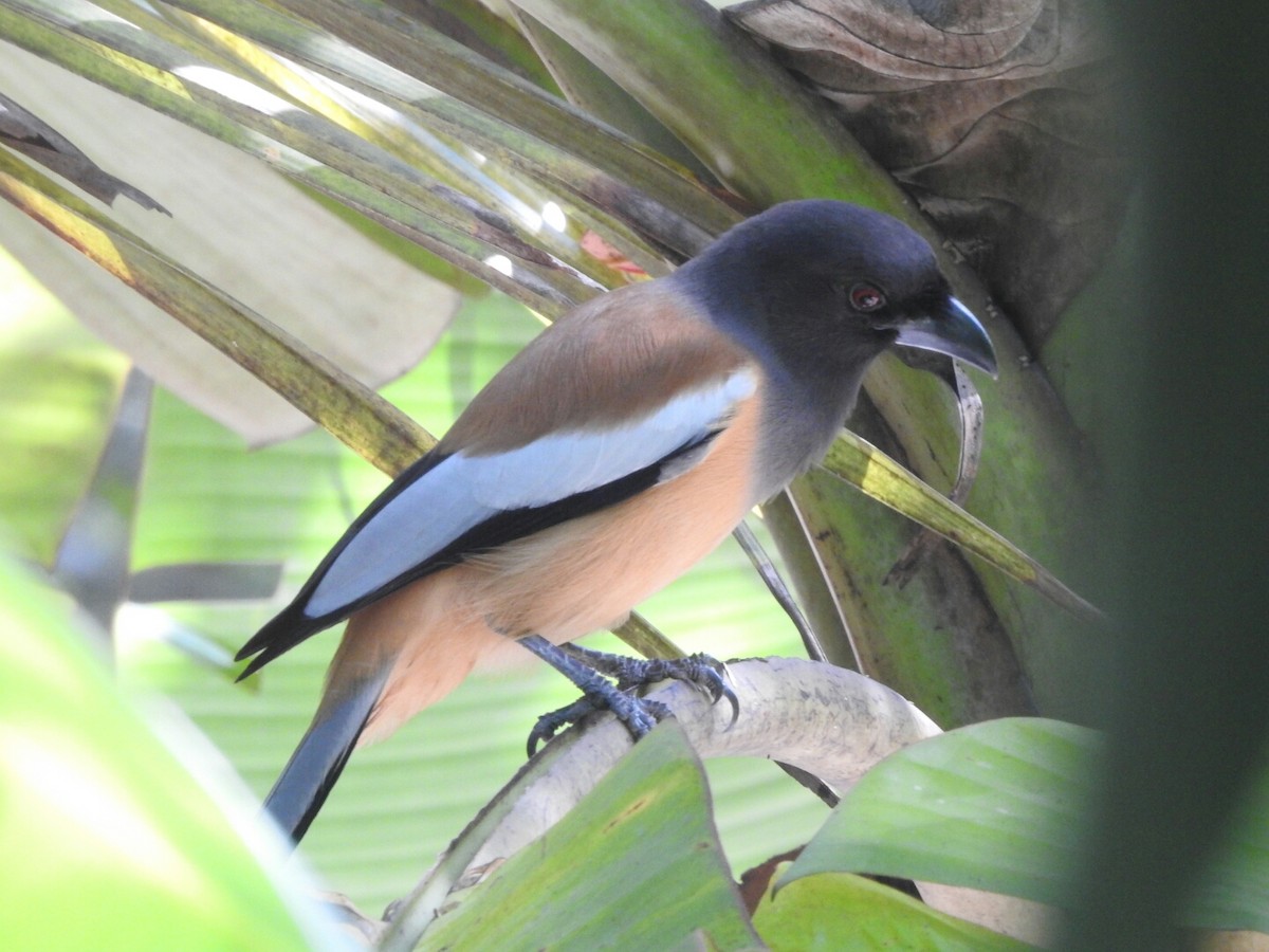 Rufous Treepie - ML189376931