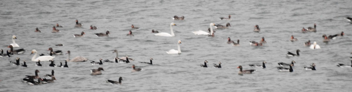 Tundra Swan (Bewick's) - ML189376941