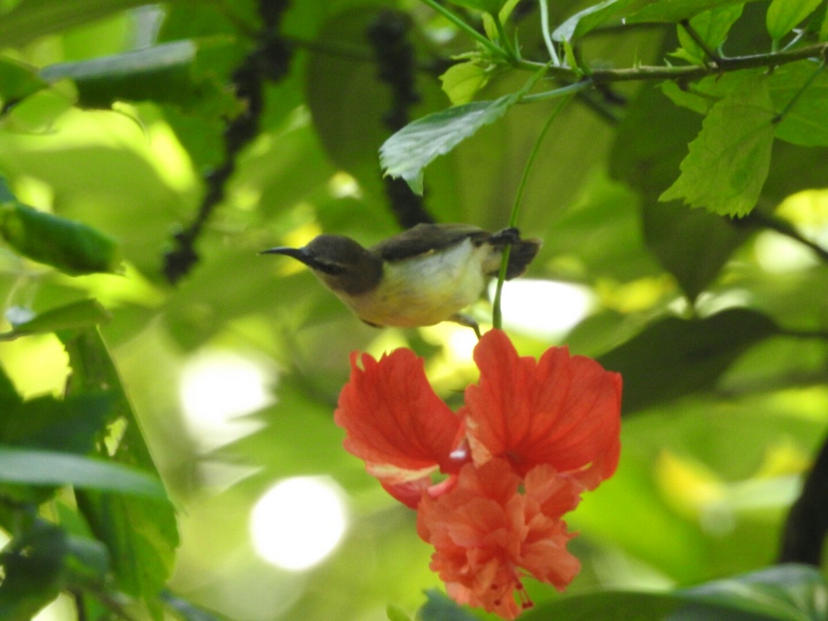 Purple-rumped Sunbird - ML189377021