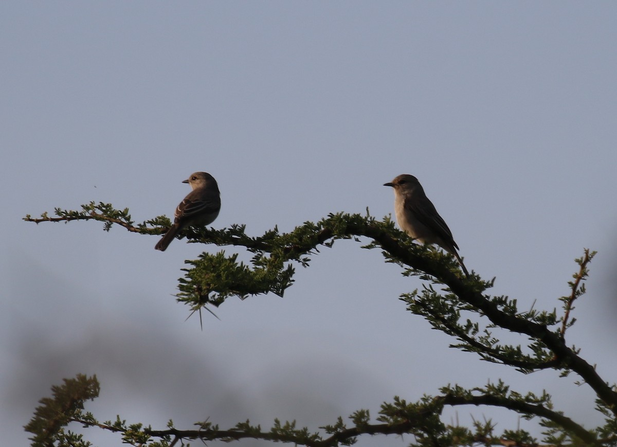 African Gray Flycatcher - ML189378501