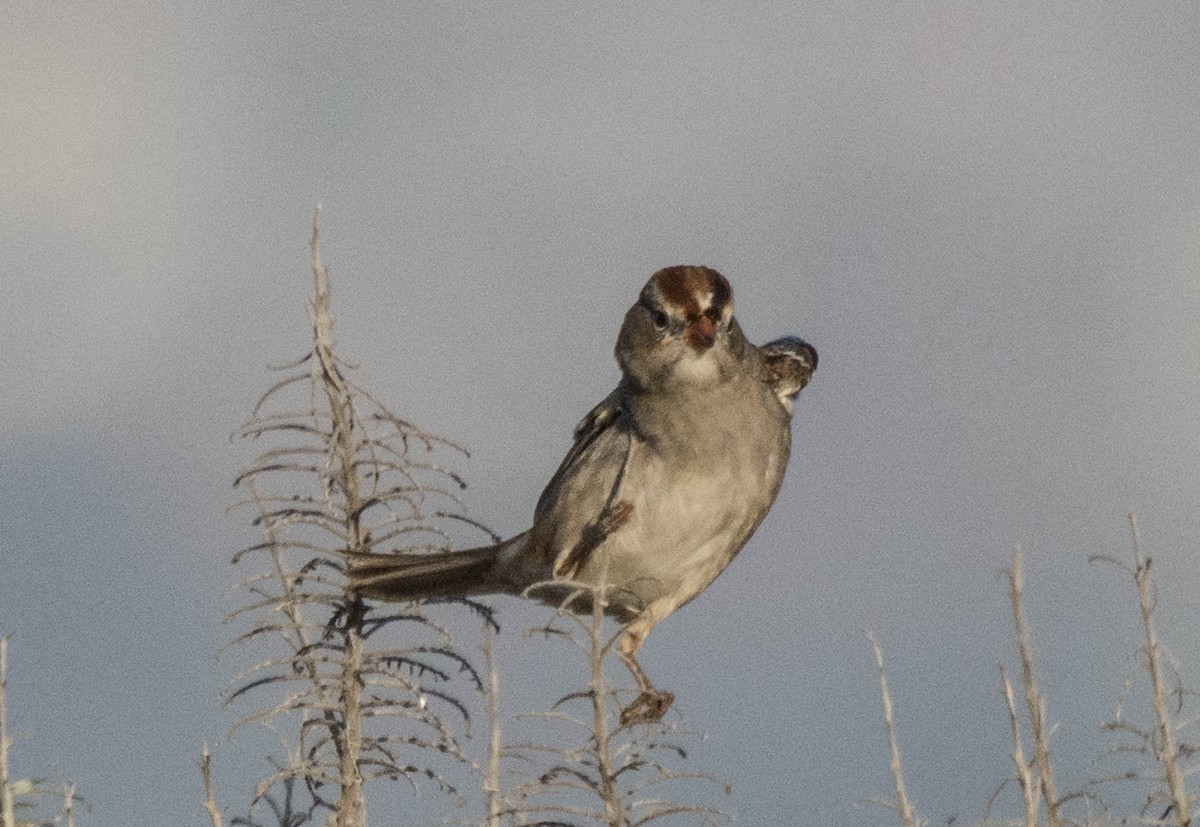 White-crowned Sparrow - ML189378921