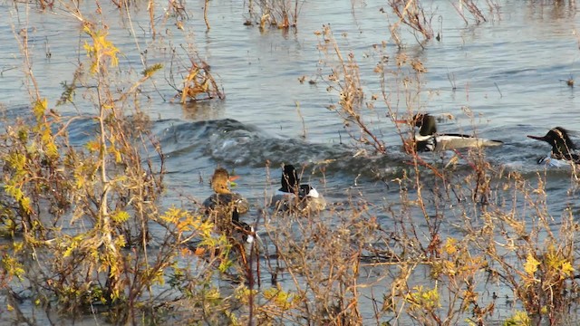 Red-breasted Merganser - ML189380031