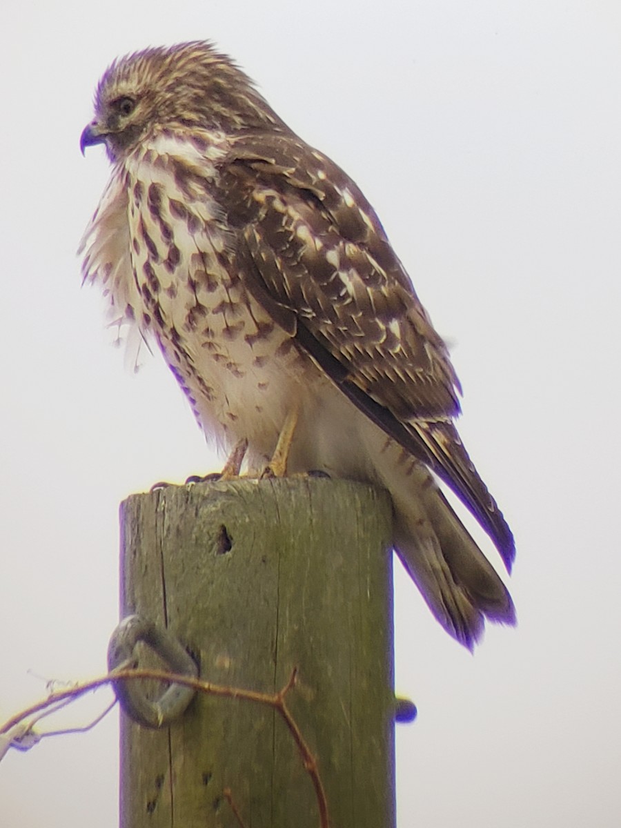 Red-shouldered Hawk (lineatus Group) - ML189380271