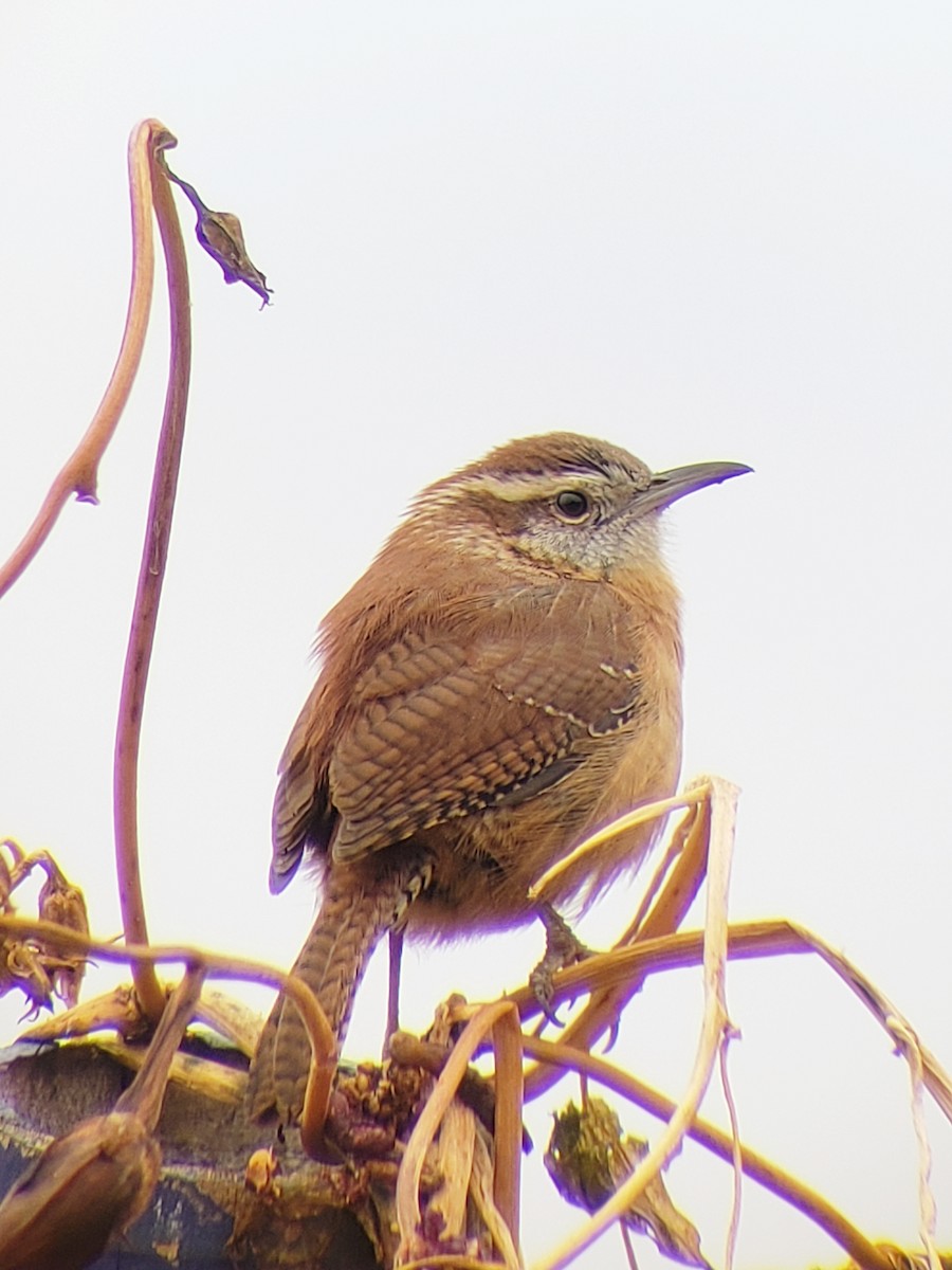 Carolina Wren - ML189380351