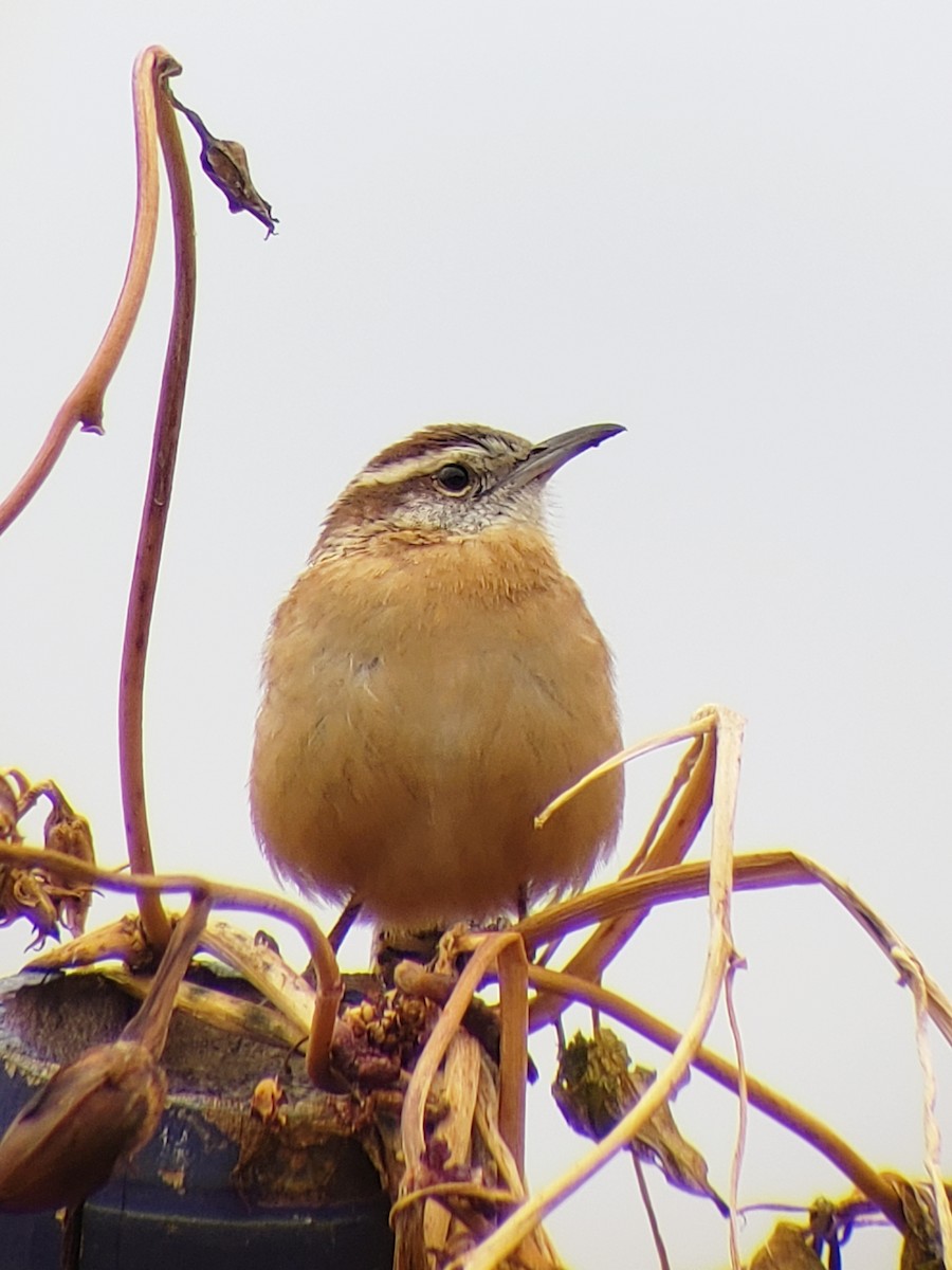 Carolina Wren - ML189380361