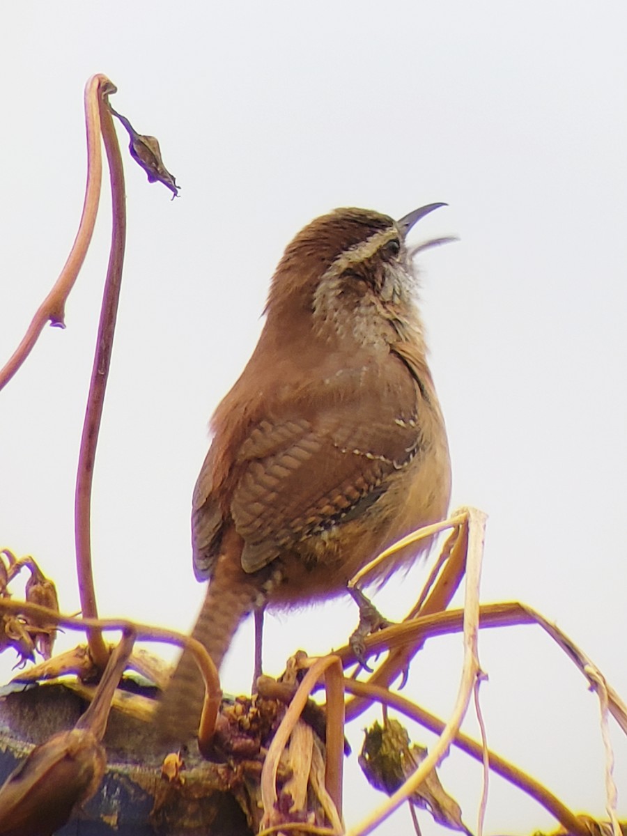 Carolina Wren - ML189380391