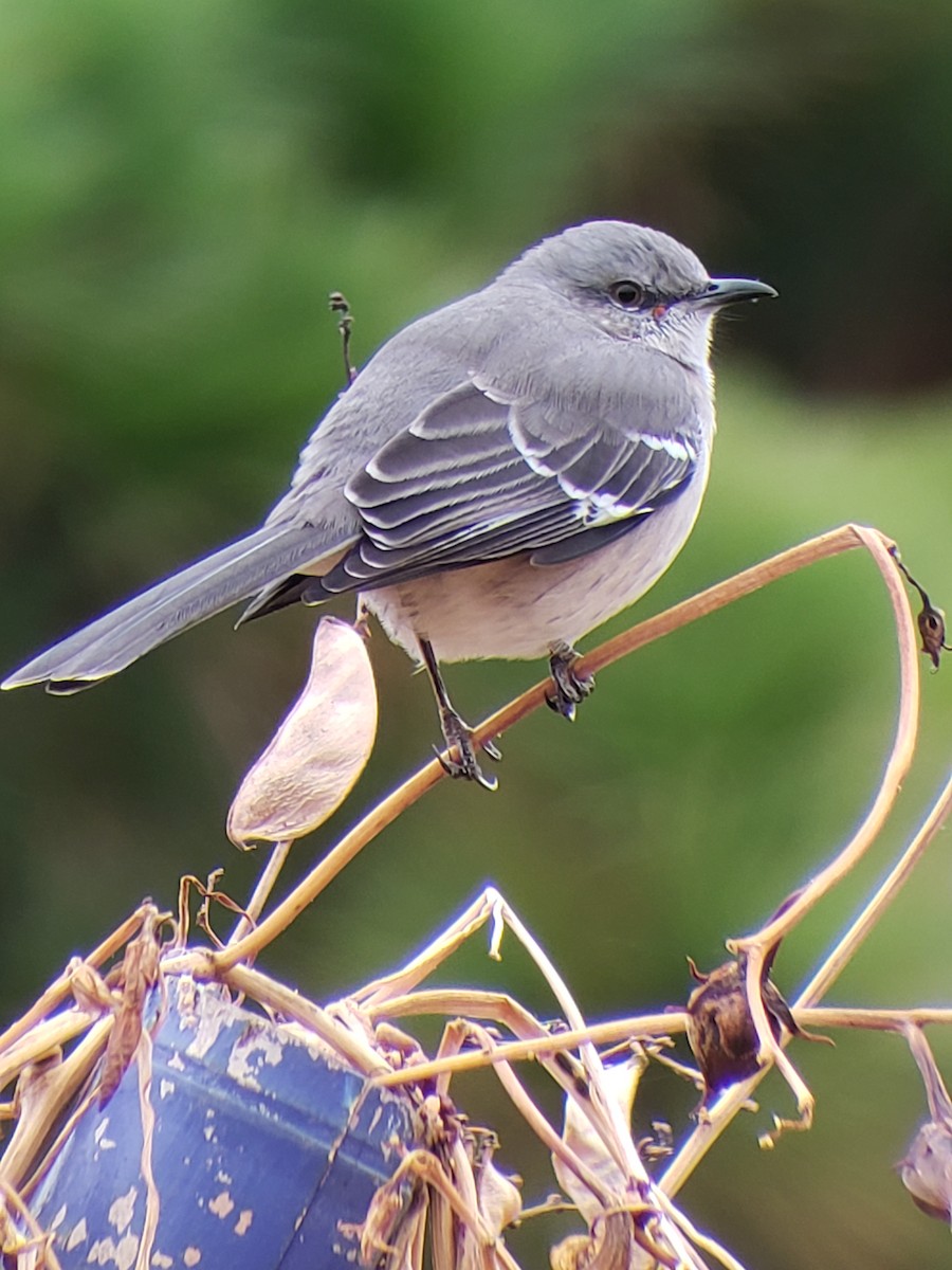 Northern Mockingbird - ML189380421