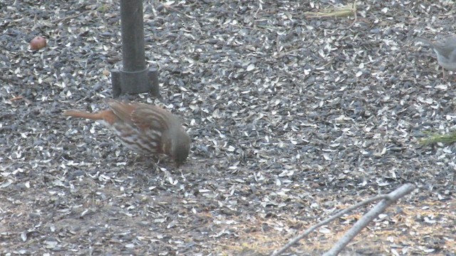 Fox Sparrow - ML189381641