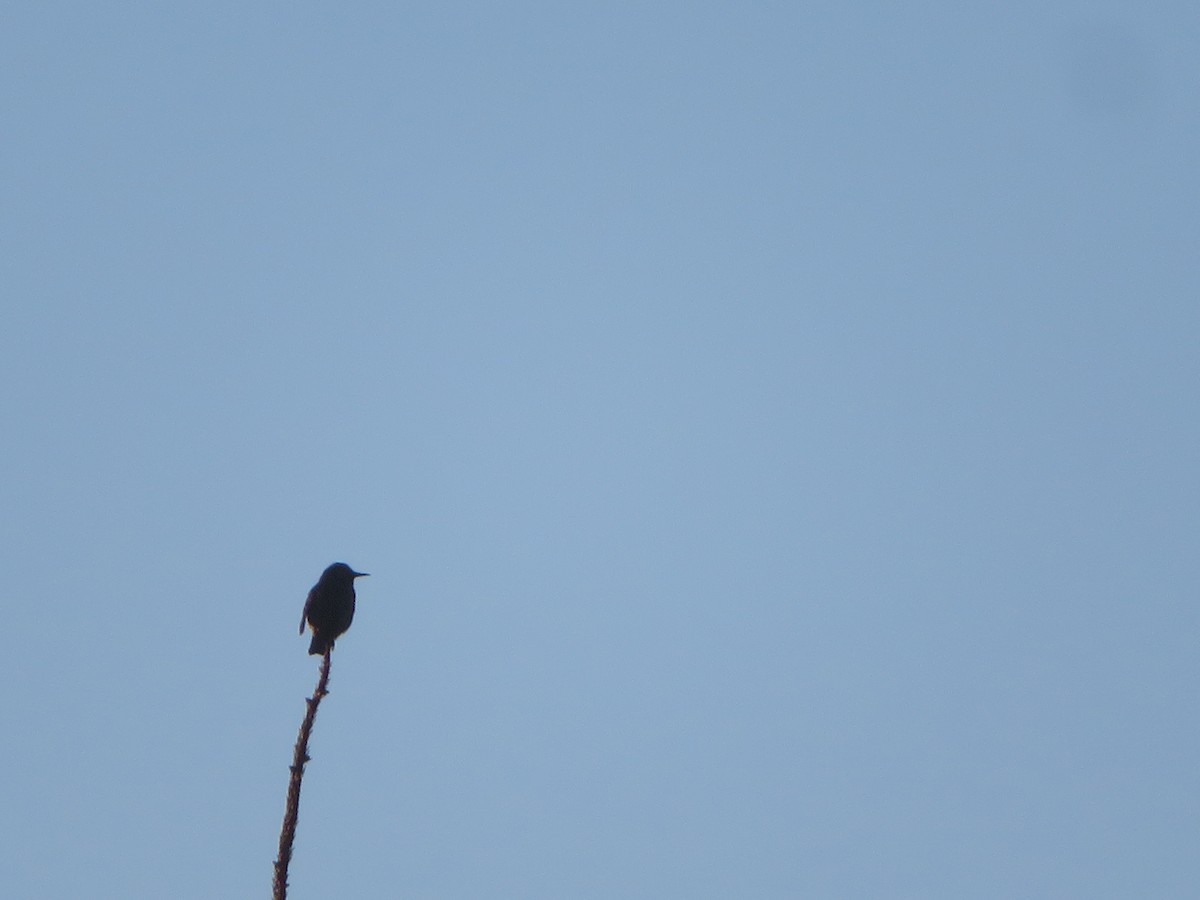 European Starling - William Kuk