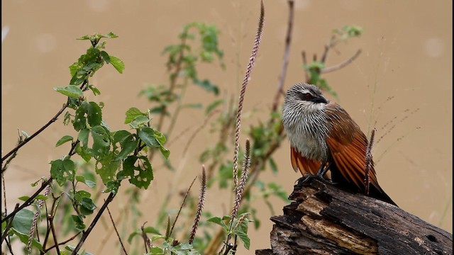 Coucal à sourcils blancs - ML189384081