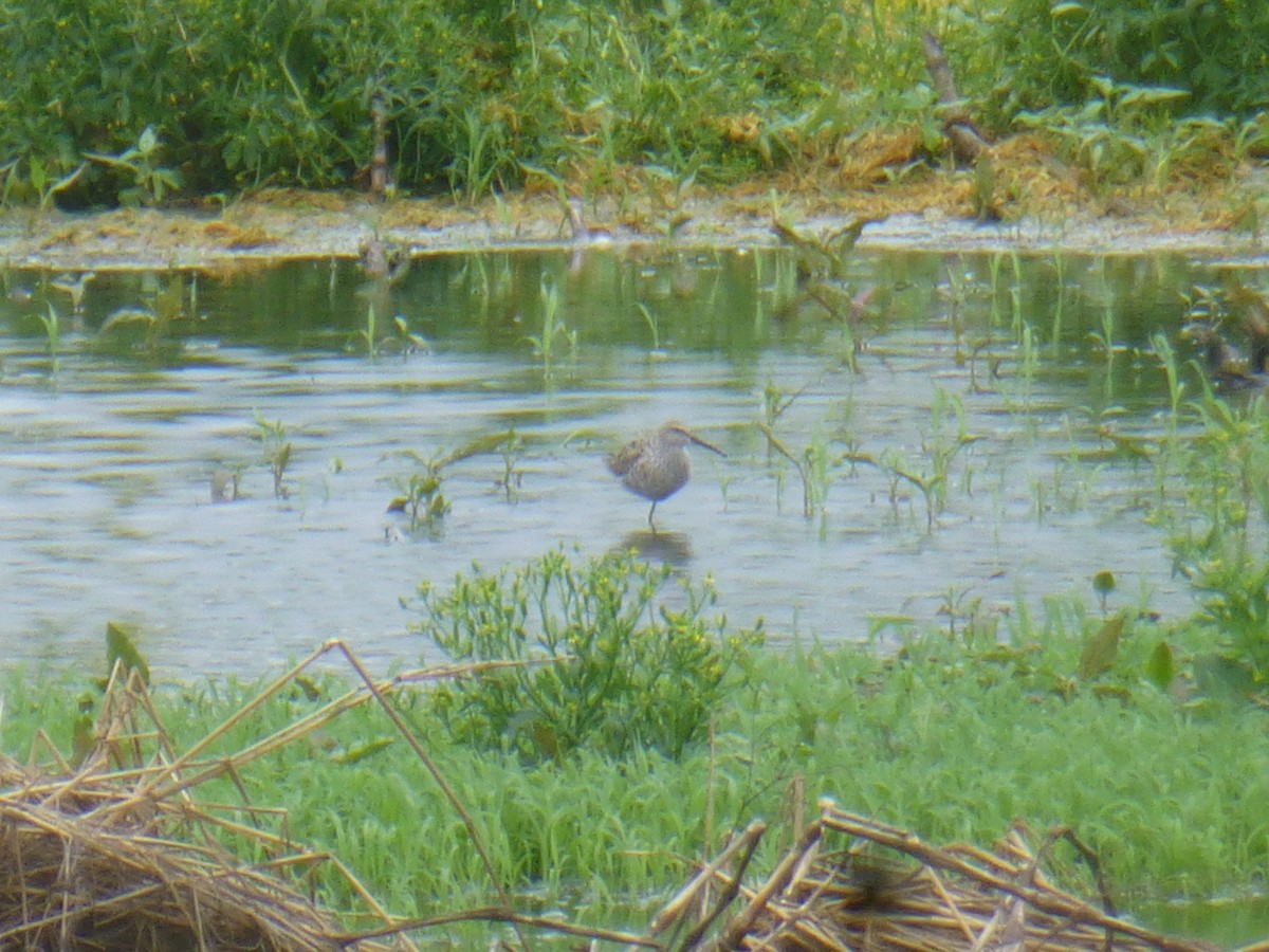 Stilt Sandpiper - ML189384461