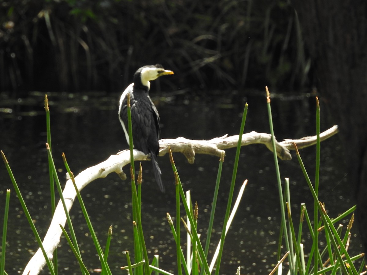 Little Pied Cormorant - ML189384641