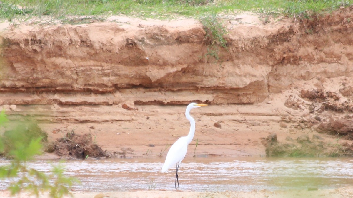 Great Egret - Anonymous