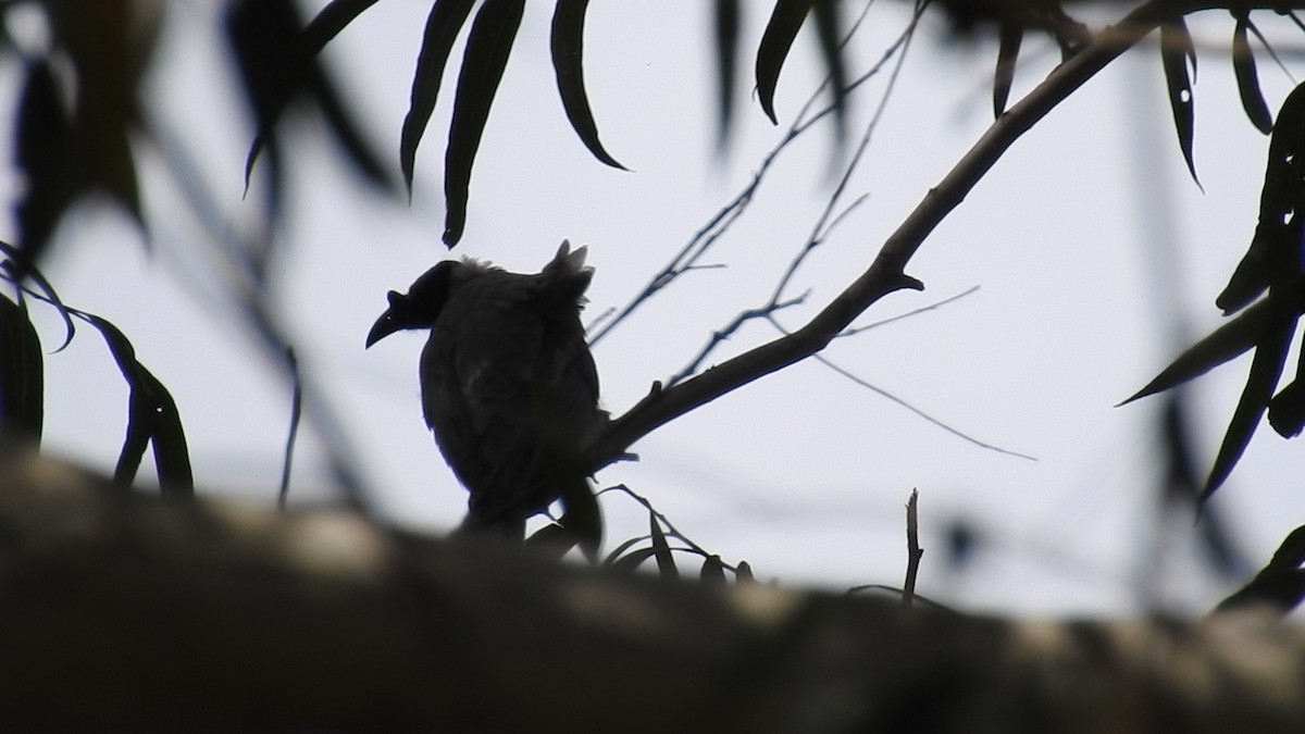 Noisy Friarbird - Mark W11 Kulstad