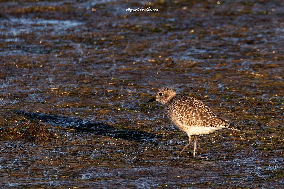 Black-bellied Plover - ML189384861