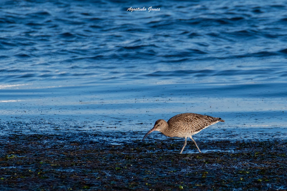 Средний кроншнеп - ML189384891