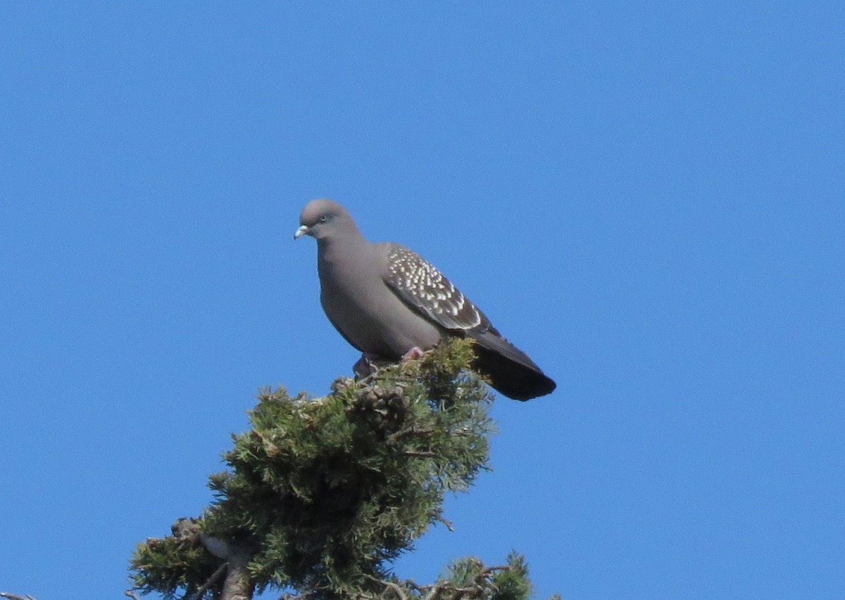 Spot-winged Pigeon - ML189385141