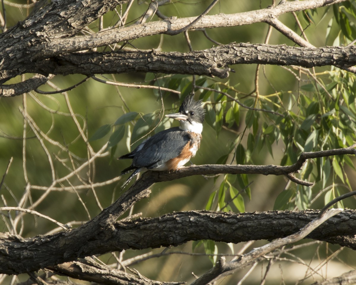 Belted Kingfisher - ML189385161