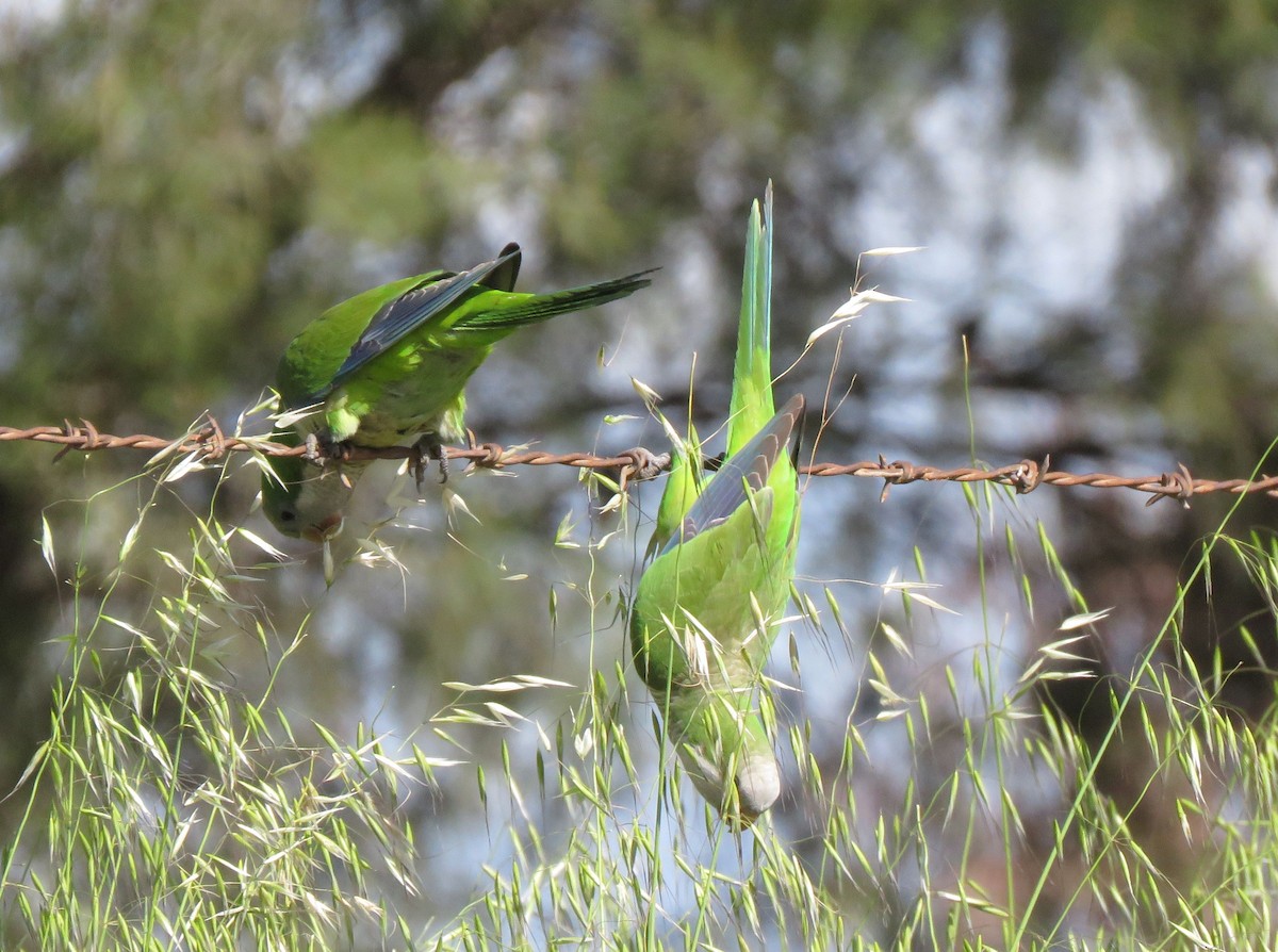 Monk Parakeet - ML189385581