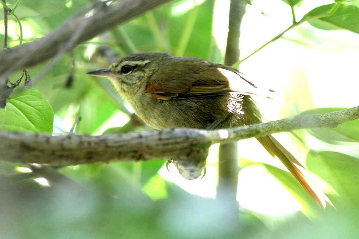 Olive Spinetail - ML189388371