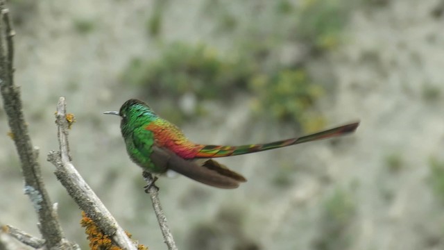 Colibrí Cometa - ML189389291