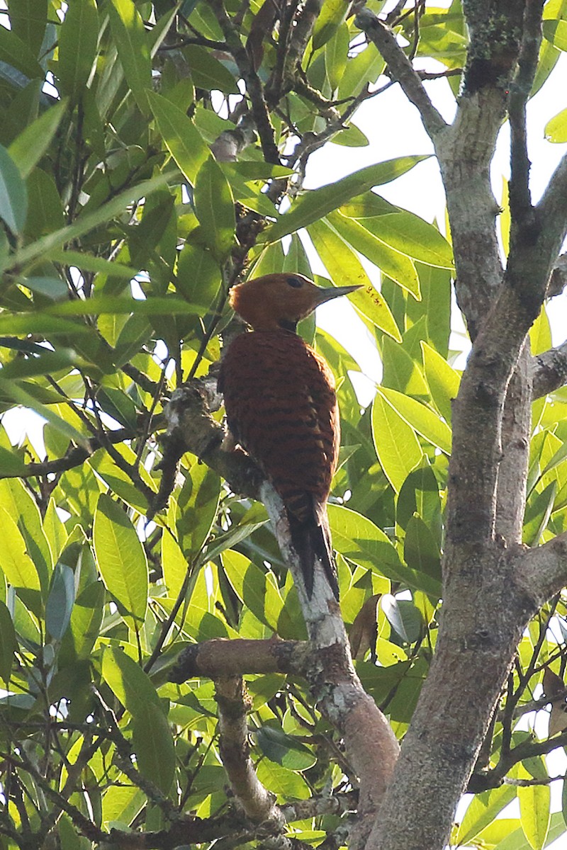 Ringed Woodpecker (Amazonian Black-breasted) - ML189389701