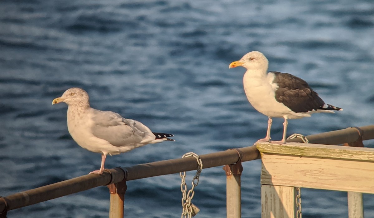 American Herring Gull - ML189389721