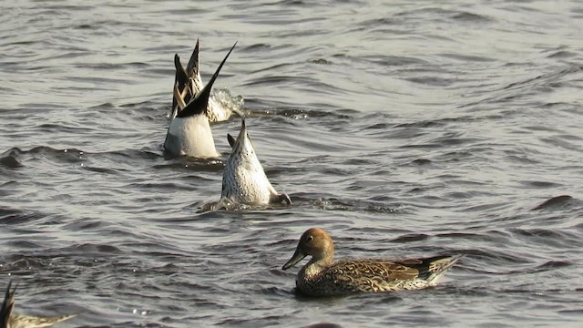 Northern Pintail - ML189391521