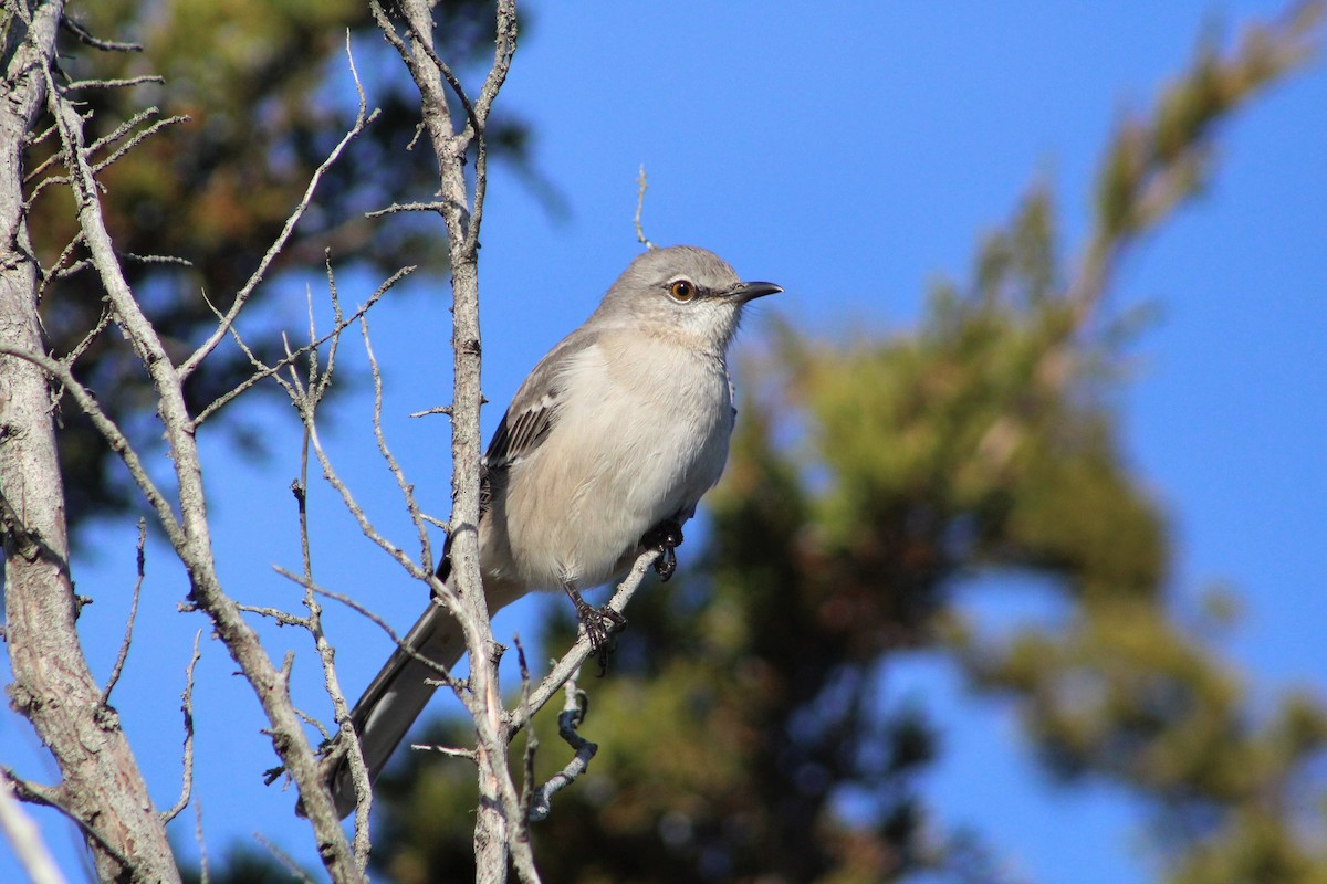 Northern Mockingbird - ML189391591