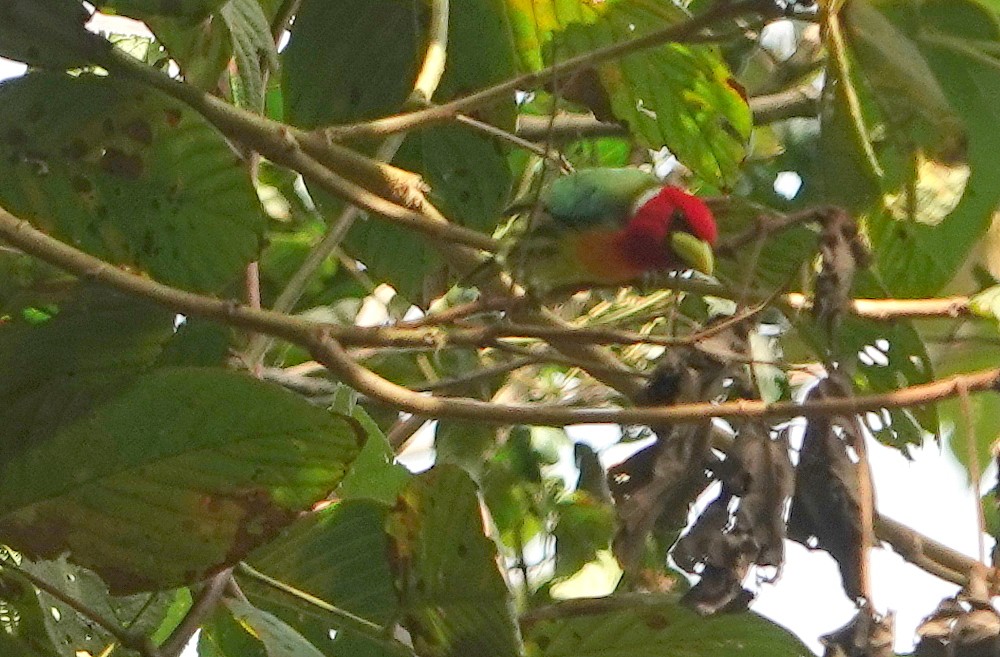 Red-headed Barbet - ML189393891