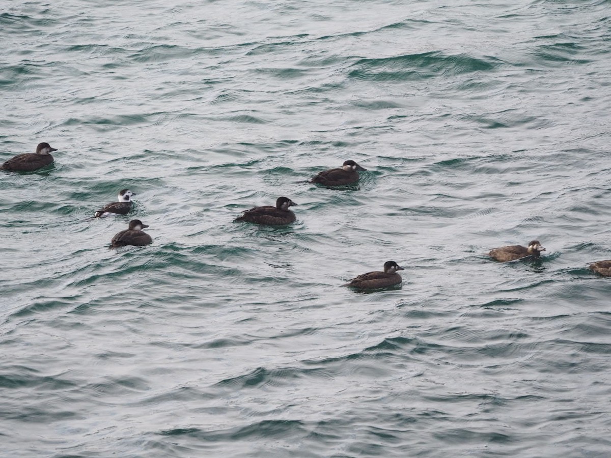 Black Scoter - ML189394211