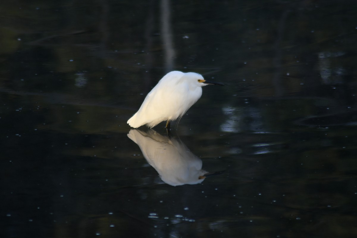 Snowy Egret - ML189395111