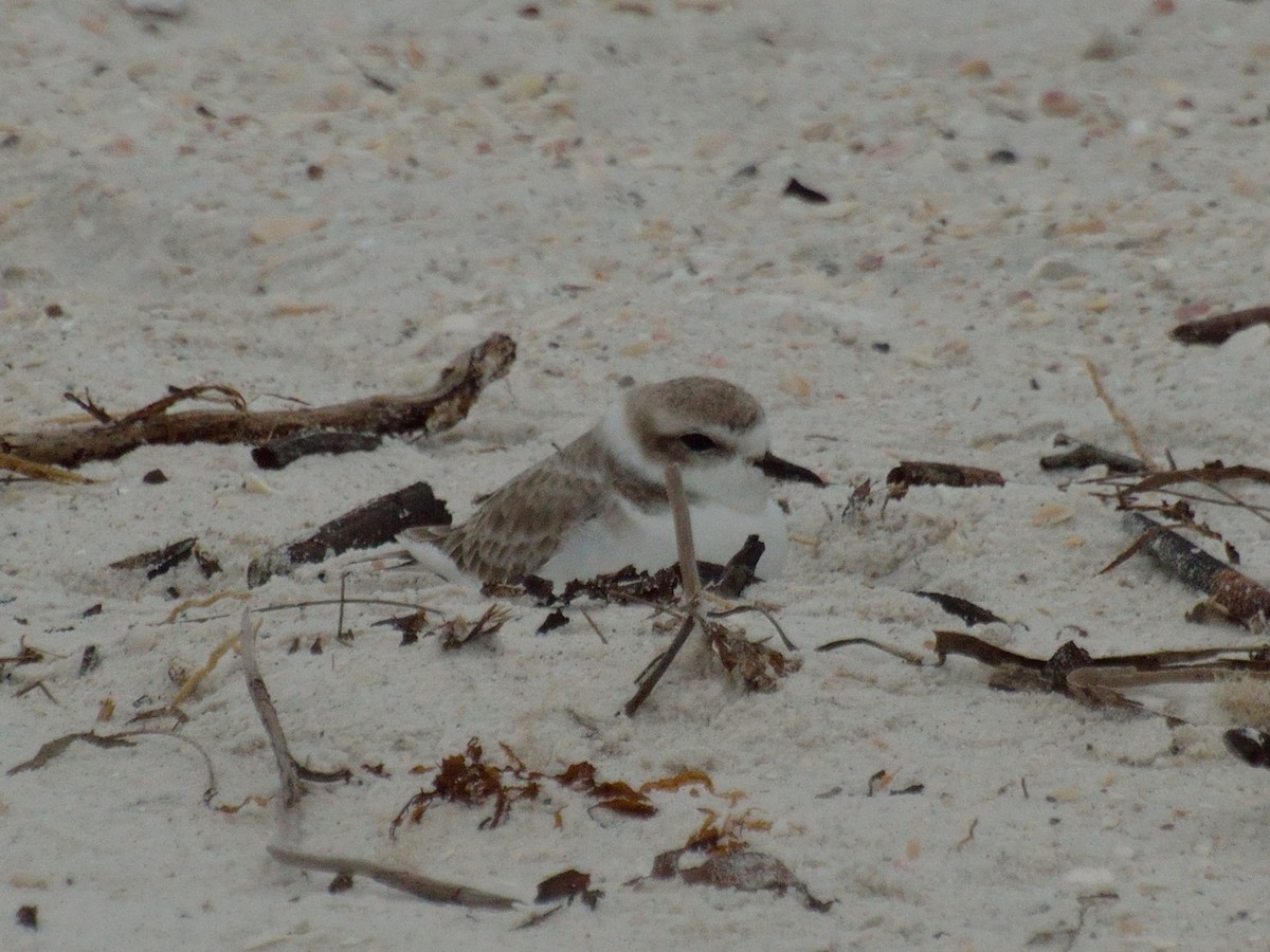 Snowy Plover - ML189396321